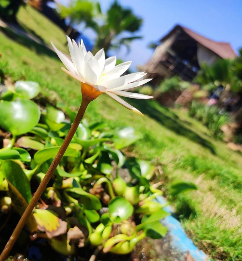 Lotus Sutra Hotel Arambol Buitenkant foto